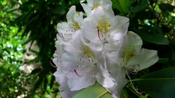 Bois des Moutiers (26) Juin 2012